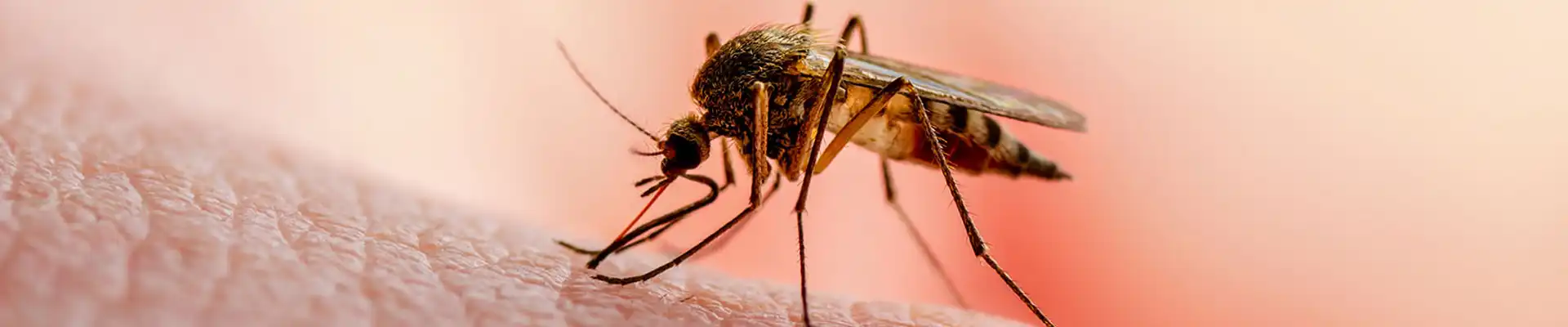 Chikungunya Virus category banner image | Mosquito on a hand